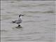 Whiskered Tern (Chlidonias hybrida)