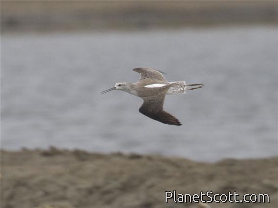 Marsh Sandpiper (Tringa stagnatilis)