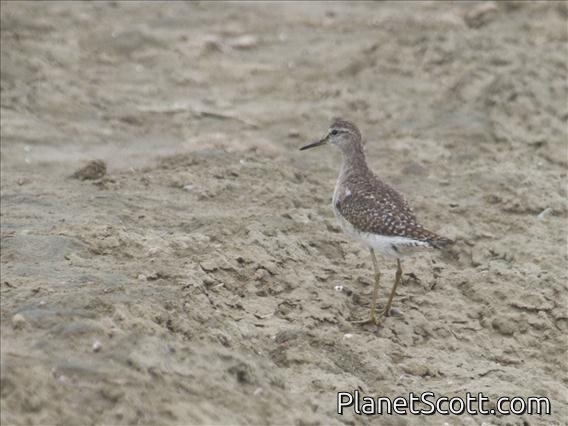 Wood Sandpiper (Tringa glareola)