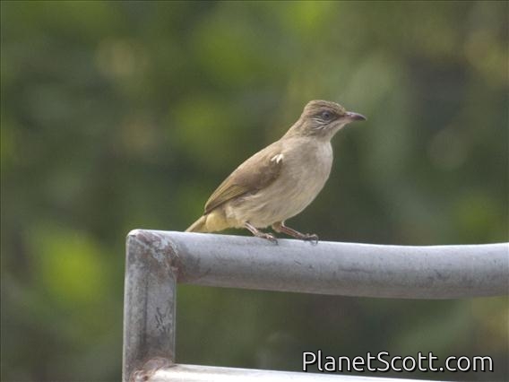 Streak-eared Bulbul (Pycnonotus conradi)