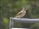 Streak-eared Bulbul (Pycnonotus conradi)