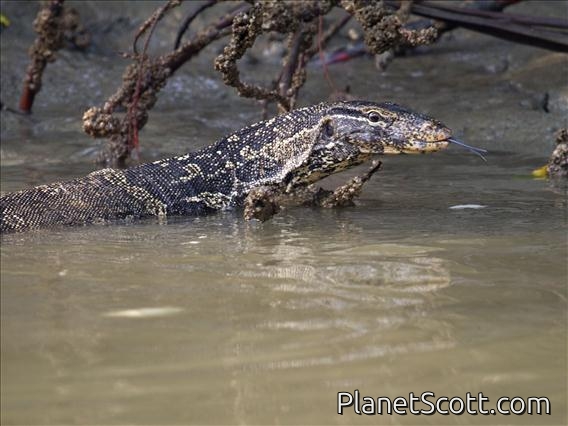 Water Monitor Lizard (Varanus salvator)