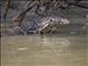 Water Monitor Lizard (Varanus salvator)