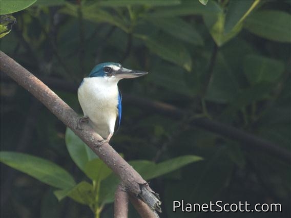 Collared Kingfisher (Todiramphus chloris)