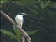 Collared Kingfisher (Todiramphus chloris)