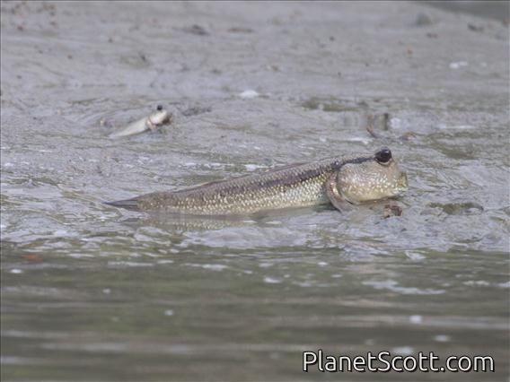Giant Mudskipper (Periophthalmus schlosseri)