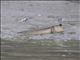 Giant Mudskipper (Periophthalmus schlosseri)