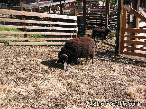 Sheep