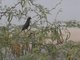 Racket-tailed Treepie (Crypsirina temia)
