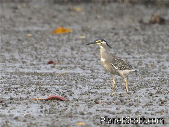 Striated Heron (Butorides striata)