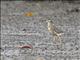 Striated Heron (Butorides striata)