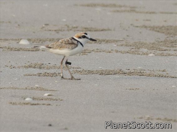 Malaysian Plover (Charadrius peronii)