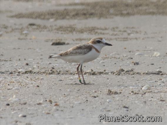 Malaysian Plover (Charadrius peronii) - Female