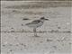 Malaysian Plover (Charadrius peronii) - Female