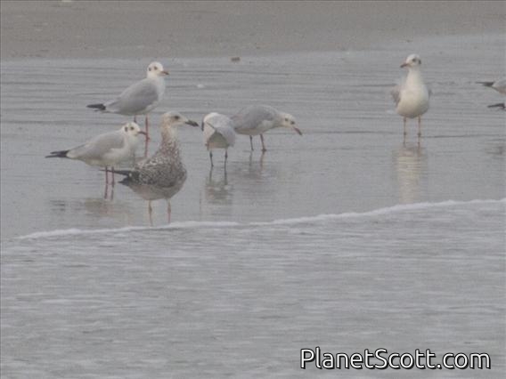Lesser Black-backed Gull (Larus fuscus)