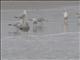 Lesser Black-backed Gull (Larus fuscus)