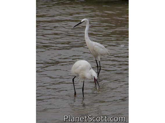 Little Egret (Egretta garzetta)