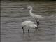 Little Egret (Egretta garzetta)