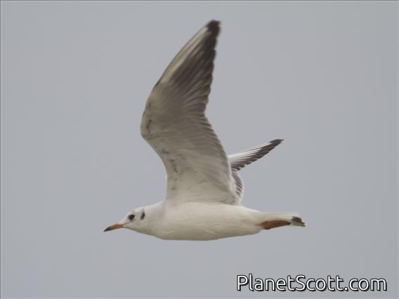 Black-headed Gull (Chroicocephalus ridibundus)