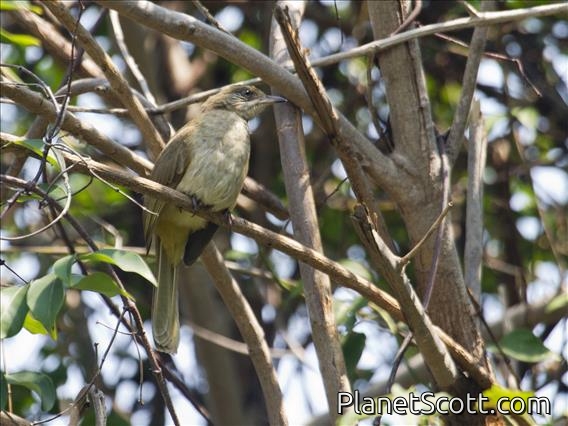 Streak-eared Bulbul (Pycnonotus conradi)