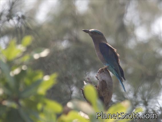 Indochinese Roller (Coracias affiins)