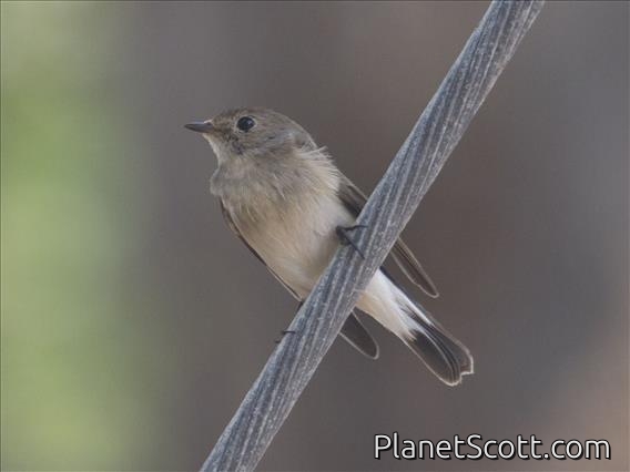 Taiga Flycatcher (Ficedula albicilla)