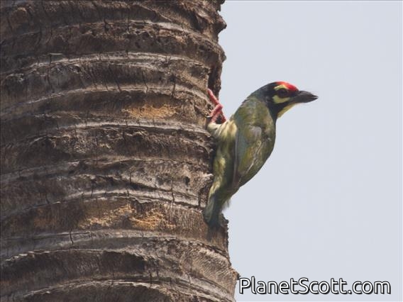 Coppersmith Barbet (Psilopogon haemacephalus)