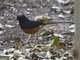 White-rumped Shama (Copsychus malabaricus)