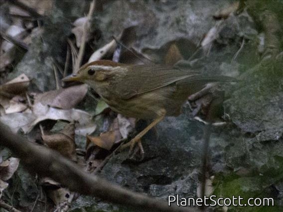 Puff-throated Babbler (Pellorneum ruficeps)
