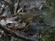 Puff-throated Babbler (Pellorneum ruficeps)