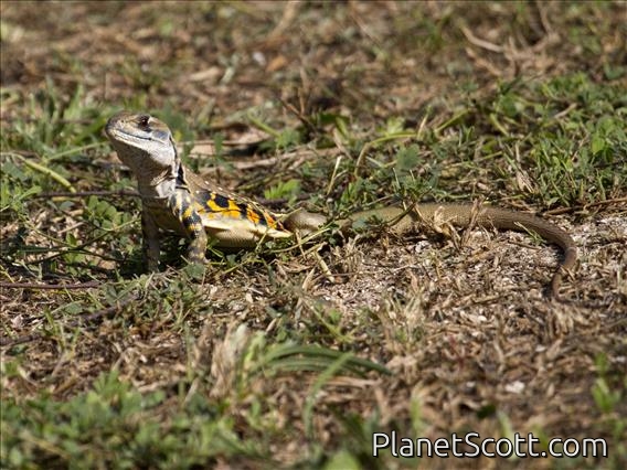Common Butterfly Lizard (Leiolepis belliana)