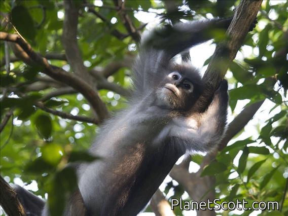 Dusky Leaf Monkey (Trachypithecus obscurus)