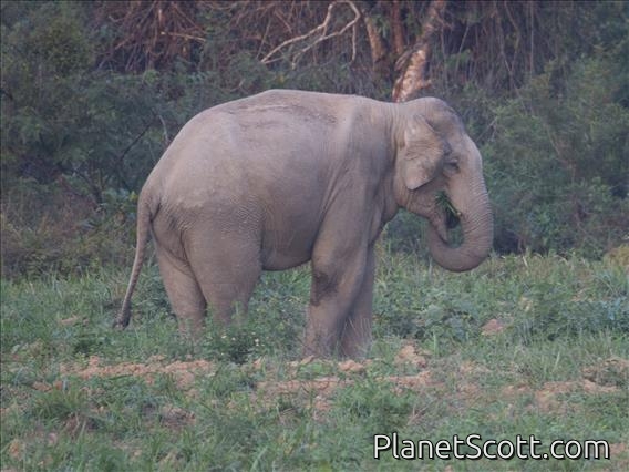 Asiatic Elephant (Elephas maximus)