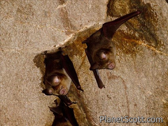 Intermediate Roundleaf Bat (Hipposideros larvatus)