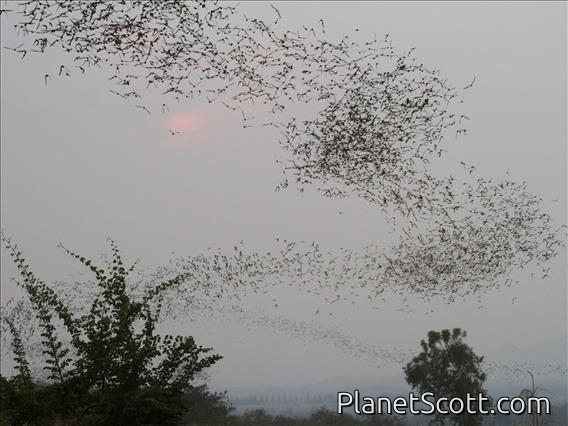 Wrinkle-lipped Free-tailed Bat (Chaerephon plicata) Palooza