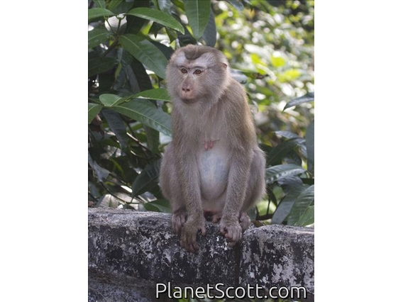 Northern Pigtail Macaque (Macaca leonina)