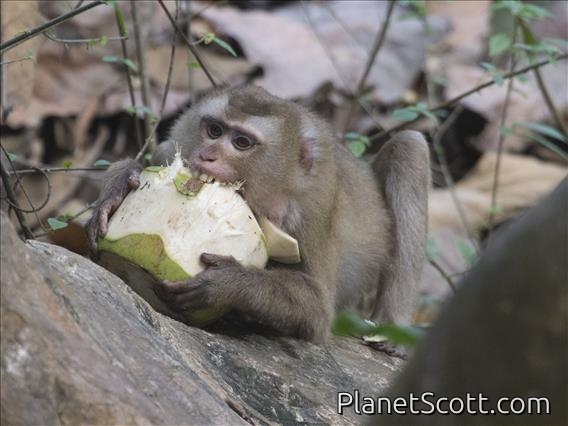 Northern Pigtail Macaque (Macaca leonina)