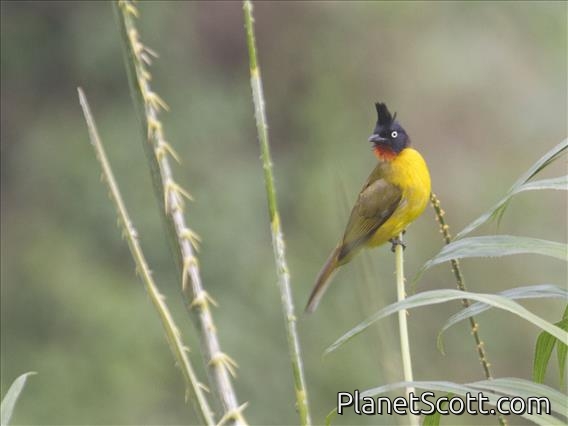 Black-crested Bulbul (Pycnonotus flaviventris)