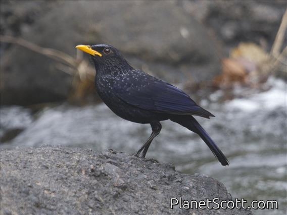 Blue Whistling-Thrush (Myophonus caeruleus)