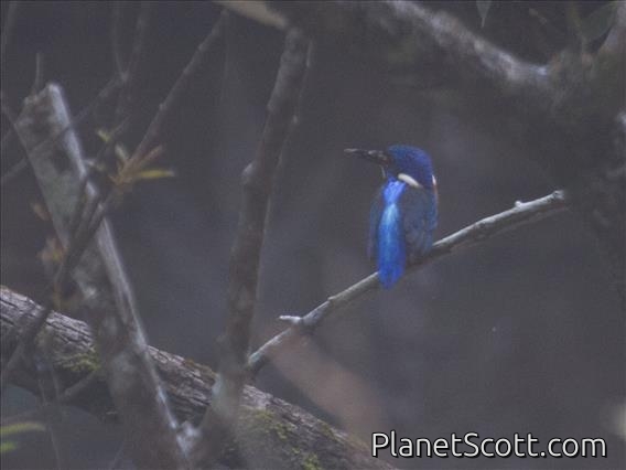 Blue-eared Kingfisher (Alcedo meninting)