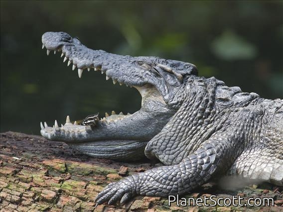 Siamese Crocodile (Crocodylus siamensis)