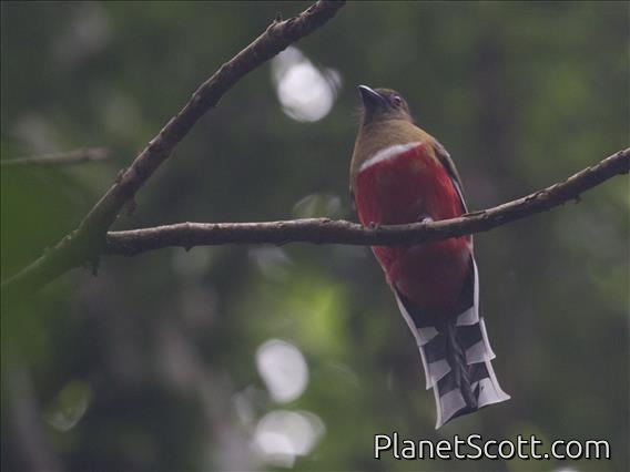 Red-headed Trogon (Harpactes erythrocephalus)