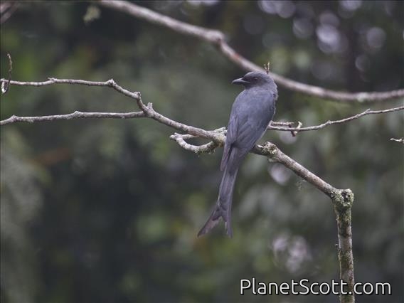 Ashy Drongo (Dicrurus leucophaeus)