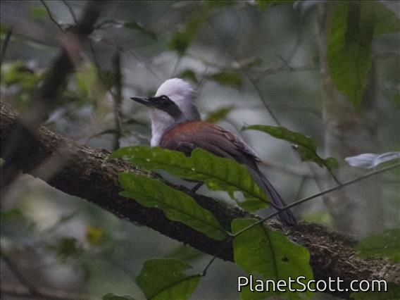White-crested Laughingthrush (Garrulax leucolophus)