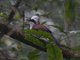 White-crested Laughingthrush (Garrulax leucolophus)