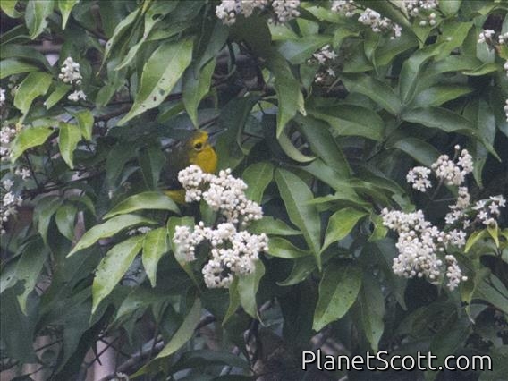 Great Iora (Aegithina lafresnayei)