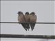 Ashy Woodswallow (Artamus fuscus)