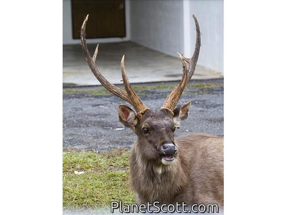 Sambar (Cervus unicolor) - Male