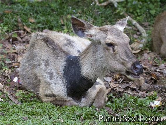 Sambar (Cervus unicolor) - Female