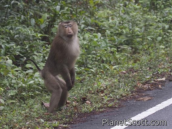 Northern Pigtail Macaque (Macaca leonina)